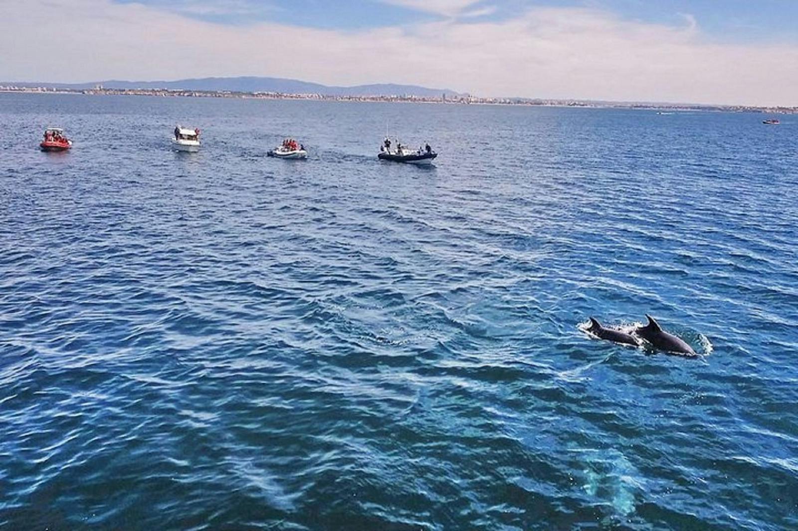 Dolphins swimming near boats in the waters of les Grottes de Benagil